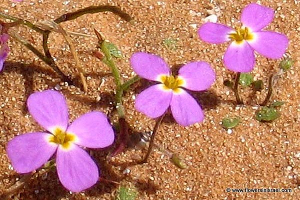 Maresia pulchella